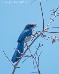 Aphelocoma coerulescens