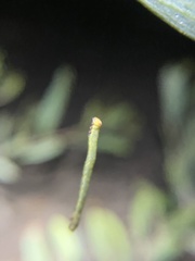 Pericyma cruegeri
