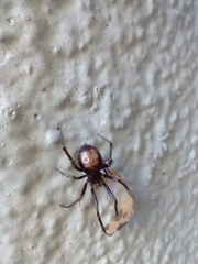 Steatoda triangulosa
