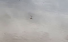 Charadrius marginatus