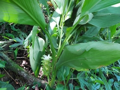 Curcuma