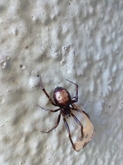 Steatoda triangulosa