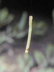 Pericyma cruegeri