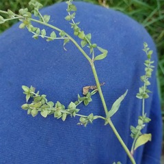 Atriplex oblongifolia
