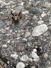 Araneus saevus