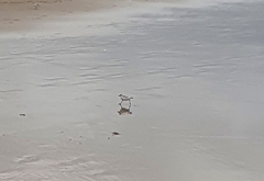 Charadrius marginatus