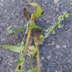 Atriplex oblongifolia