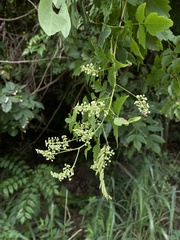 Serjania brachycarpa