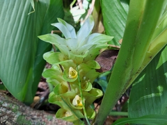 Curcuma
