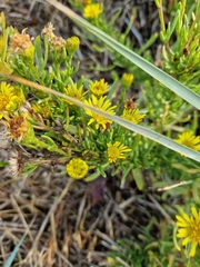 Limbarda crithmoides