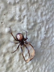 Steatoda triangulosa