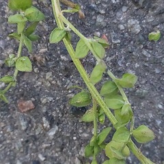 Atriplex oblongifolia