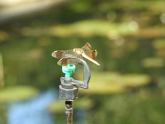 Sympetrum pedemontanum elatum