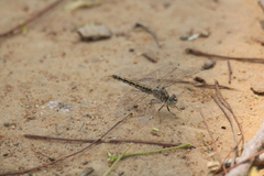 Brachythemis leucosticta