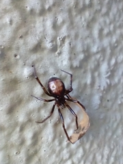 Steatoda triangulosa