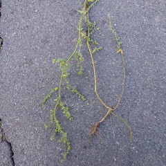 Atriplex oblongifolia