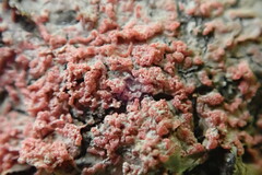 Marchandiomyces corallinus