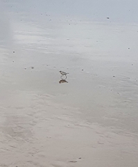 Charadrius marginatus