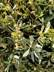 Atriplex portulacoides