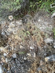Echinops spinosissimus