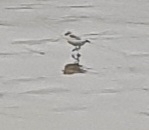 Charadrius marginatus