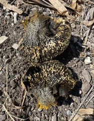 Pisolithus arhizus