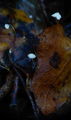 Marasmius epiphylloides