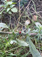 Endomychus coccineus