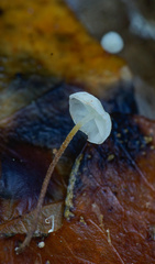 Marasmius epiphylloides