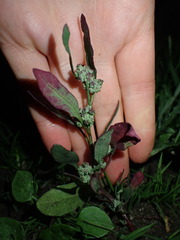 Chenopodium ficifolium