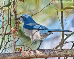 Aphelocoma coerulescens