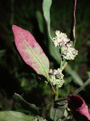 Chenopodium ficifolium