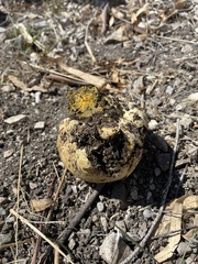 Pisolithus arhizus