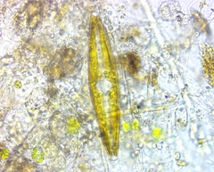 Naviculales