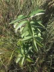 Asclepias viridis