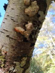 Myxarium nucleatum