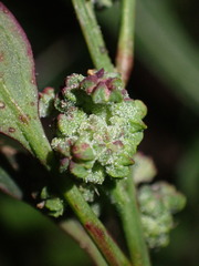 Chenopodium ficifolium