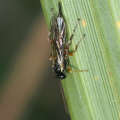 Itoplectis conquisitor