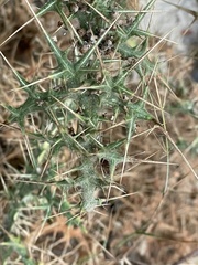 Echinops spinosissimus