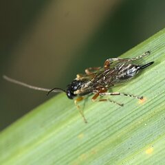 Itoplectis conquisitor