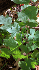 Polymnia canadensis