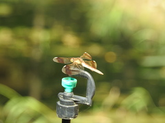 Sympetrum pedemontanum elatum