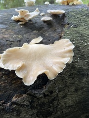 Fungi
