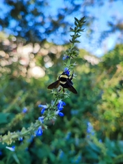 Bombus medius