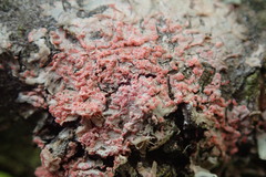 Marchandiomyces corallinus