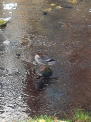 Mergus merganser merganser