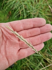 Elymus athericus