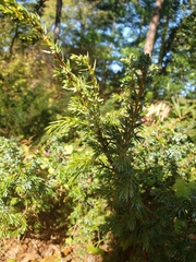 Juniperus communis