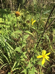 Helianthus resinosus