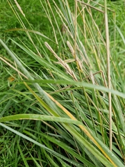 Elymus athericus